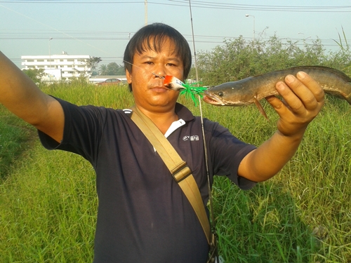 "กัตจัง"กบตีจิบ กับ กบตาบอดแสนนครพนมที่ตามหามาปีกว่า