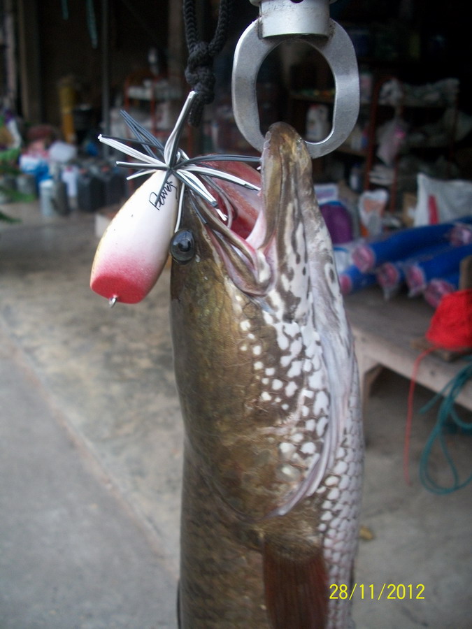 ปลาช่อนรวมๆ