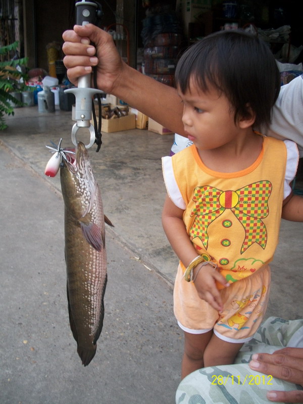 ปลาช่อนรวมๆ