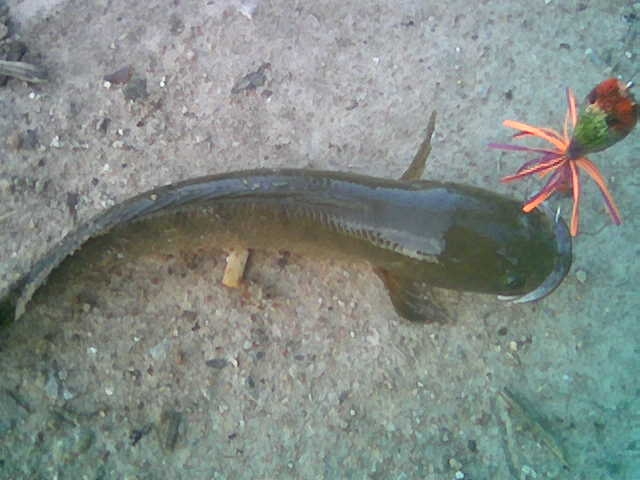 ขอฝากเนื้อฝากตัวครับ มาอยู่บ้านอันอบอุ่นด้วยอีกคนนะครับ (ลองส่งครับ)