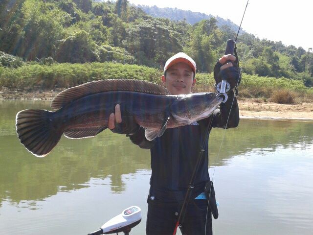 >>>จิบ<<<