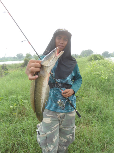 ช่อน---วังกุ้ง