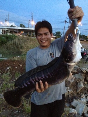 ชะโดภูเก็ต