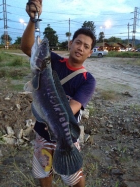 ชะโดภูเก็ต