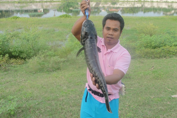 Like Action VS ชะโด