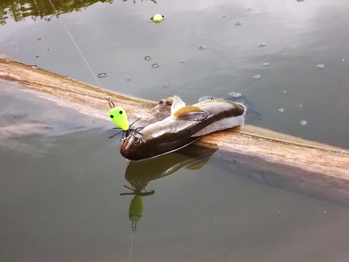 ผลงานบางส่วน -------> My Frog
