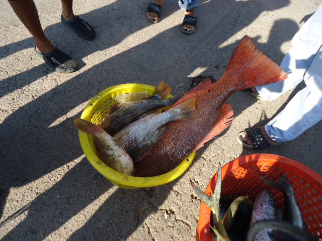 ปลางานแข่งทะเลตราดครั้งที่10 