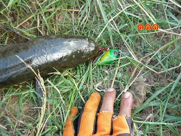 เอาเขียดกับปลาปุ้มปุ้ยน้อยมาฝากครับ