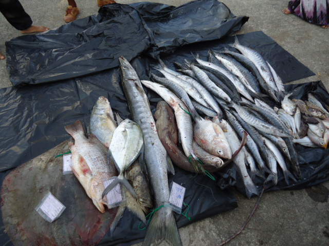 ไปแข่งตกปลาทะเลตราดครั้งที่10 มาครับมาต่ออีกนิดครับ