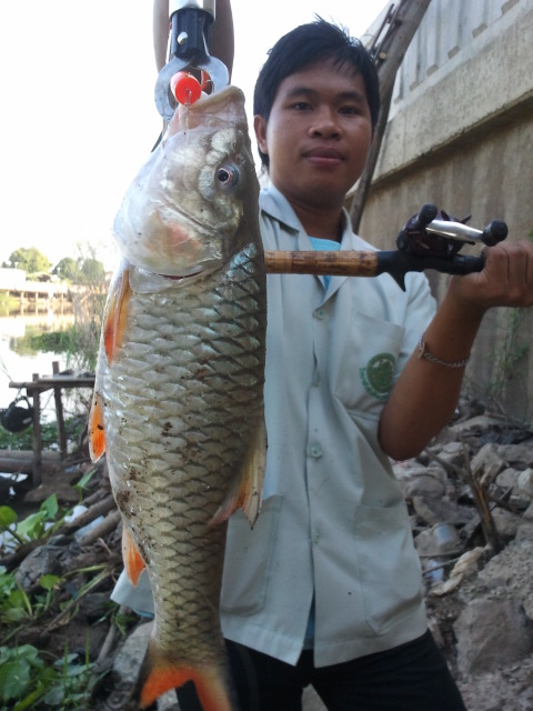 น้องใหม่หัดตกปลากระสูบท่าจีน ณ สุพรรณบุรี ครับ