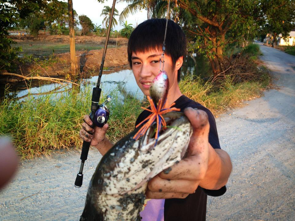 ช่อนยักษ์กัดกบซูปตาร์yod911