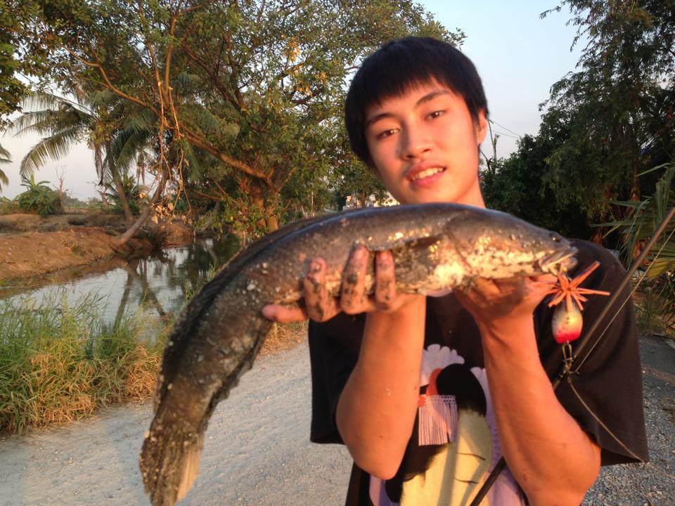 ช่อนยักษ์กัดกบซูปตาร์yod911