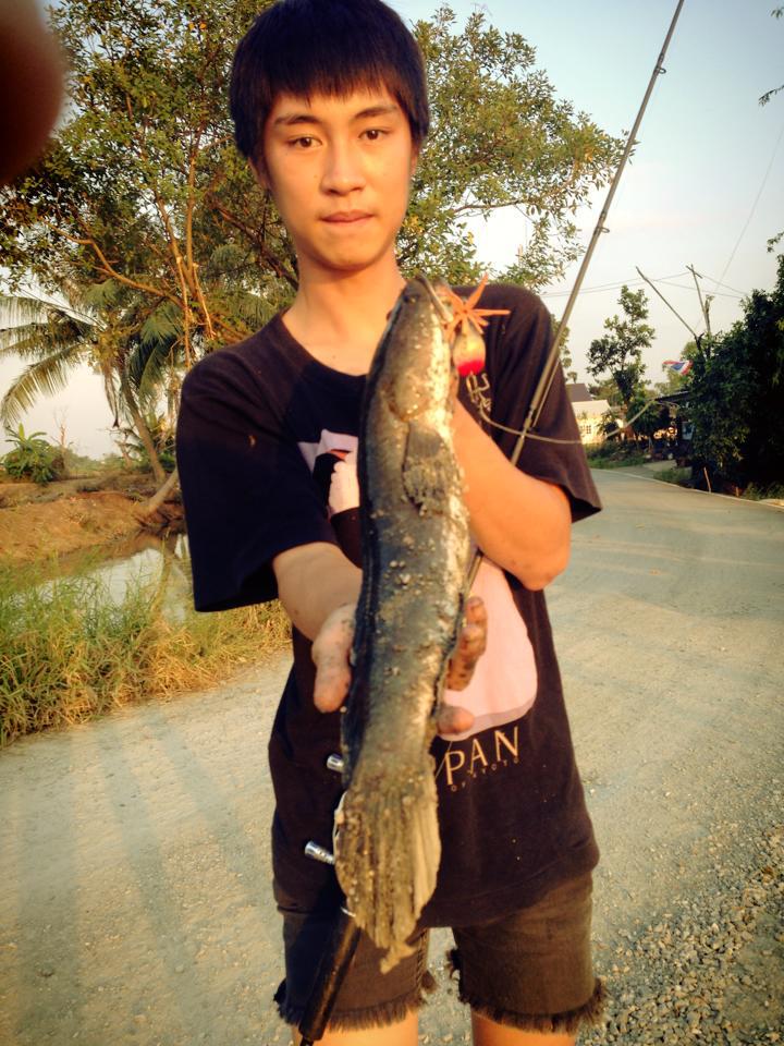 ช่อนยักษ์กัดกบซูปตาร์yod911