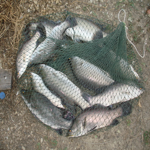  เสาร์ที่ 15-12-12ที่บ่อตกปลาหนุ่มฟิชซิ่งบางวัว(บ่อปลารวม)