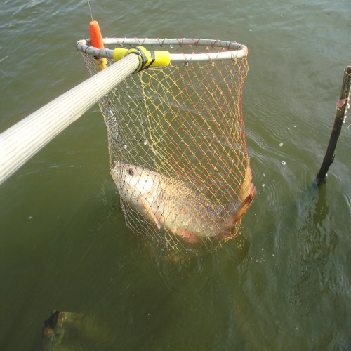  เสาร์ที่ 15-12-12ที่บ่อตกปลาหนุ่มฟิชซิ่งบางวัว(บ่อปลารวม)