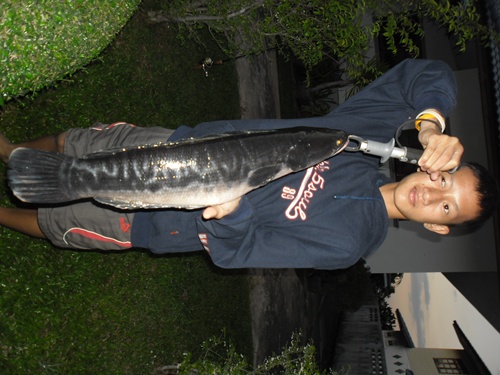 ปลาช่อนยักษ์