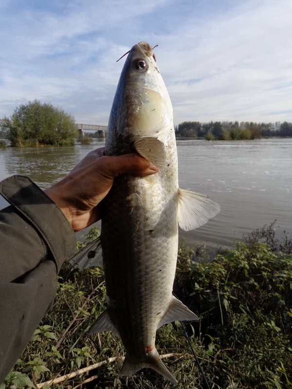 Mulet au leurre cuiller Suissex