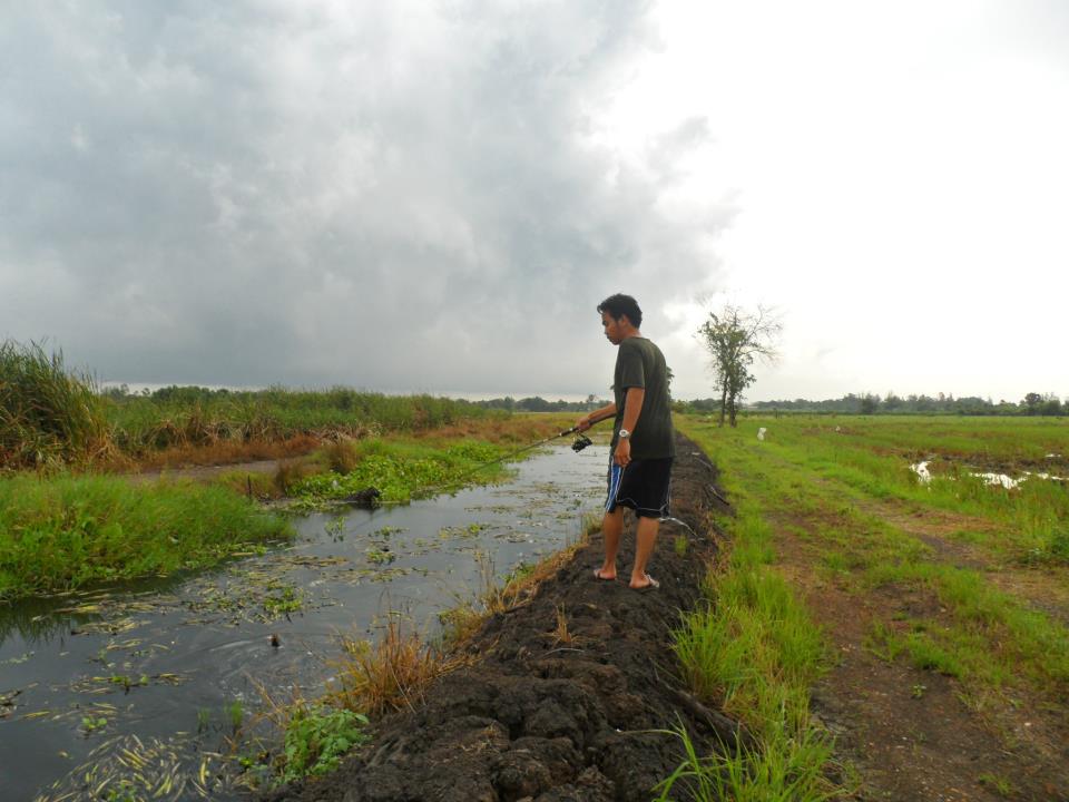 หลังฝนตกใหม่ๆ ช่อนใหญ่ๆมันออกมากัด!!!!