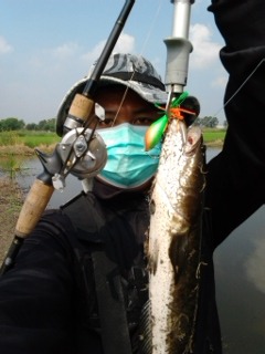 ทำเองใช้เองกบchaboman