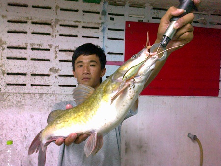 .....กดเหลืองใหญ่...เจ้าพระยา.....