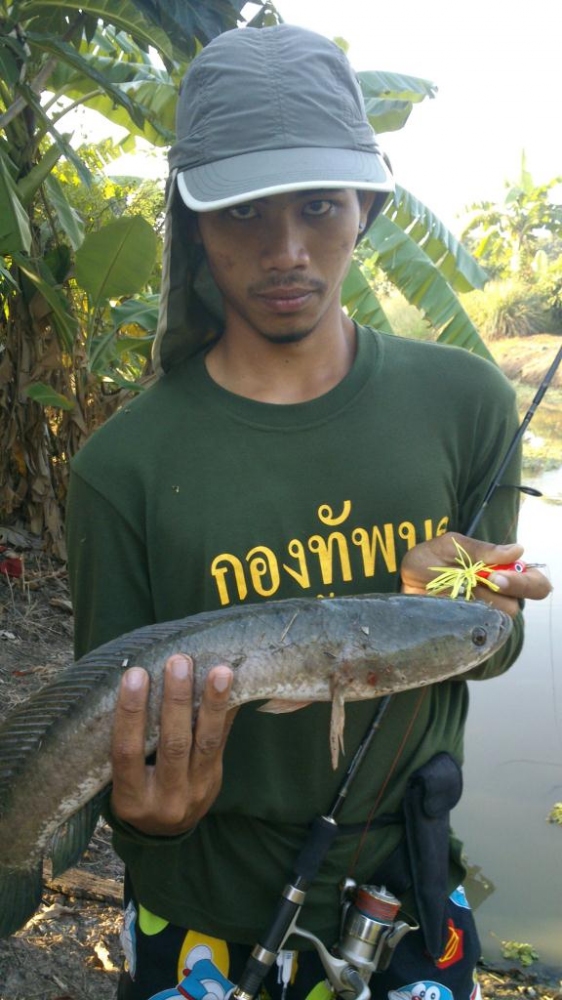ช่อนใหญ่เมืองบางพลี