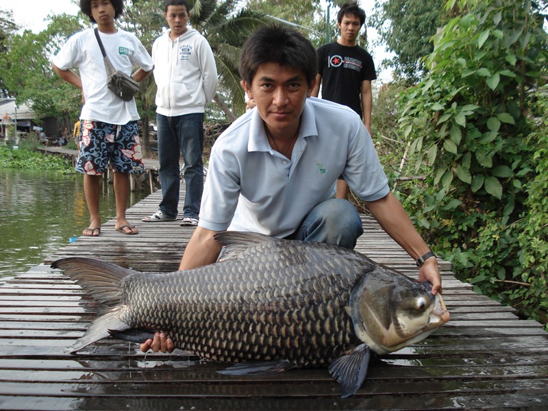 กระโห้......ตัวน้อย......บึงสำราญ