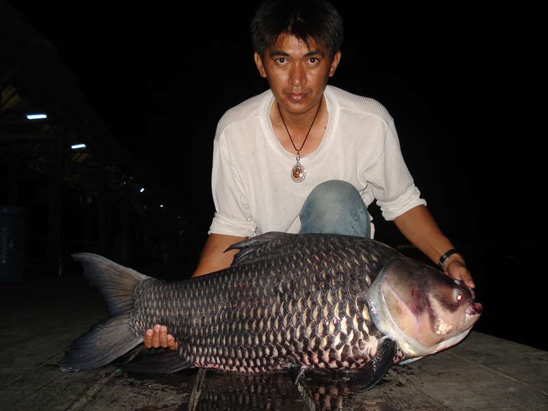กระโห้......ตัวน้อย......บึงสำราญ