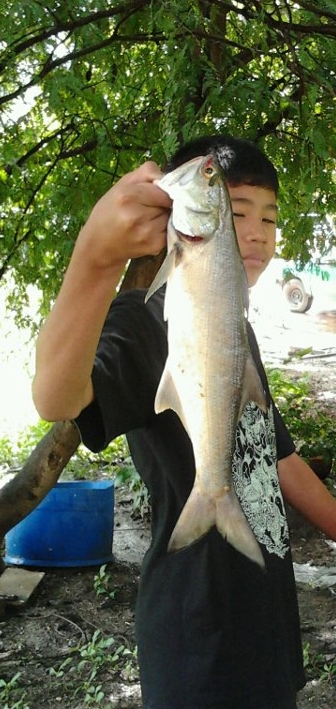 ปลากุเราที่บ้าน