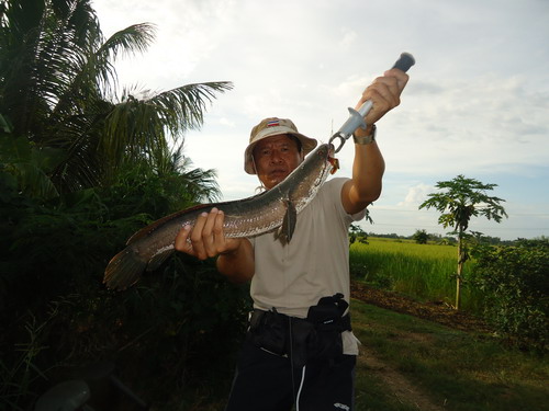 ก่อนสิ้นปี 56 กับ ปลาค่อใหญ่