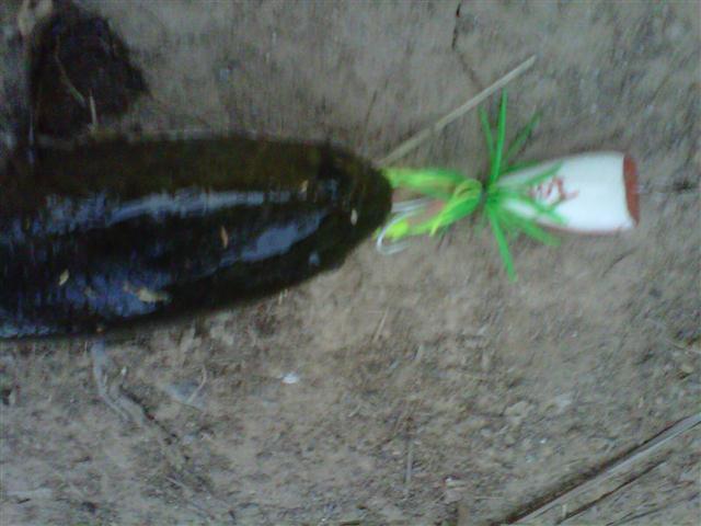 เทสกบ หลังจากทำเสร็จมานาน  แต่ไม่มีเวลาไปลอง