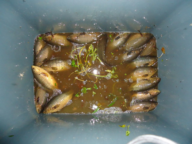 บ้านนายันคลองสิบกับมากินหมกกด