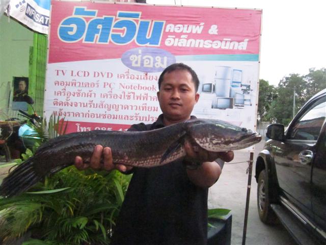 เจอแล้ว ช่อนโนโซรัซ