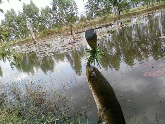 ช่อนน้อย ๆที่สุรินทร์ อีกที