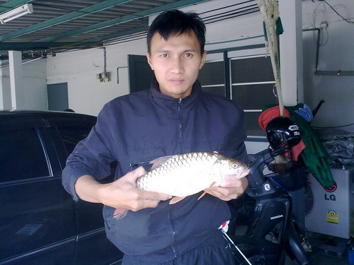 กระสูบลพบุรีก่อนกลับใต้
