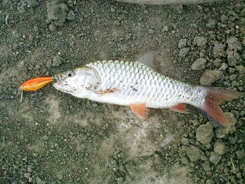 กระสูบลพบุรีก่อนกลับใต้