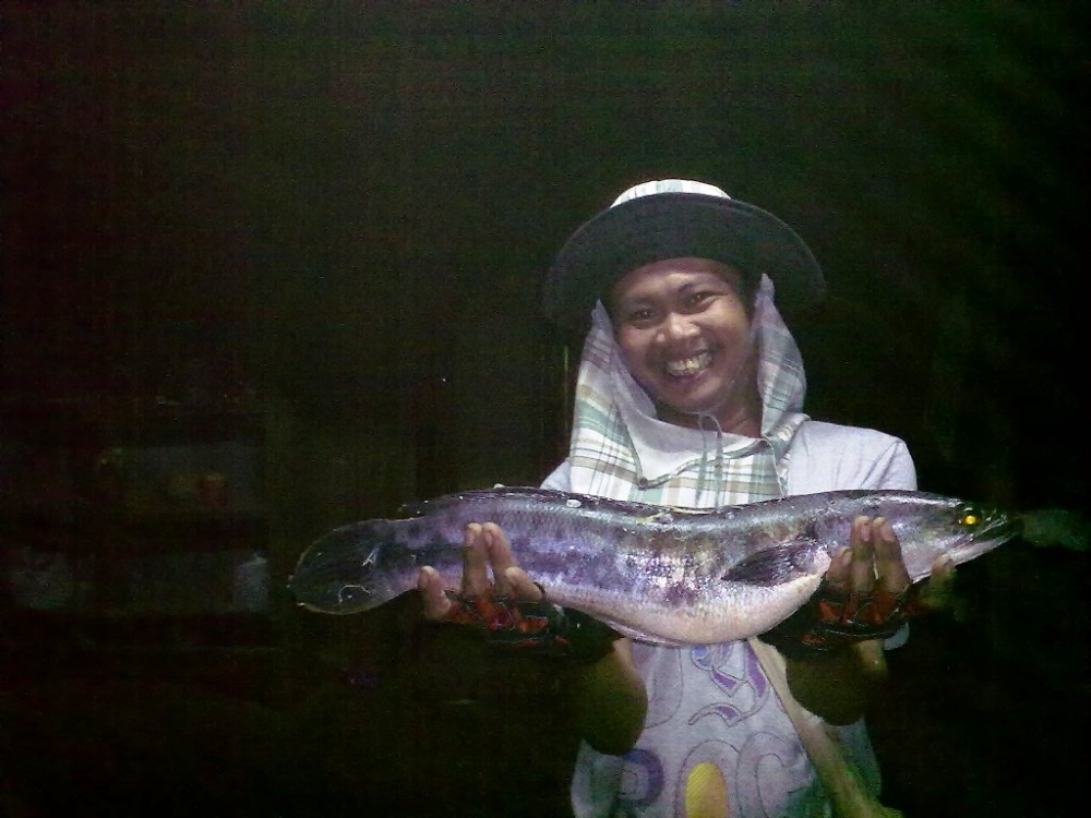 ชะโดก่อนค่ำ