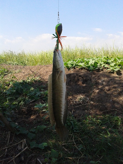 ปีใหม่นี้ที่ Lomsak