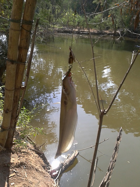ปีใหม่นี้ที่ Lomsak