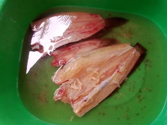 ปลาช่อนกระีบี่ & กระสูบนครศรีธรรมราช ครับน้า ๆ 