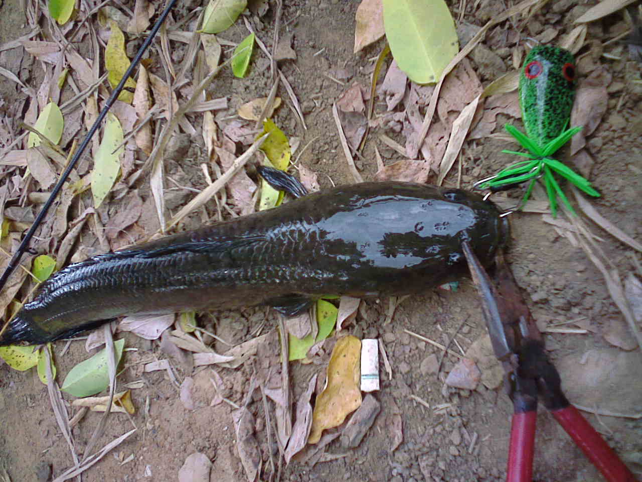 ฉลองคันเบ็ดใหม่