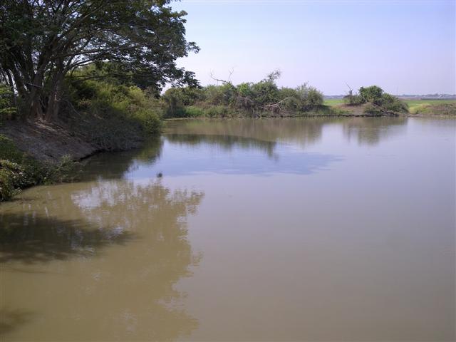 หัดเดินหนอน กับ ช่อน บางบาล อยุธยา