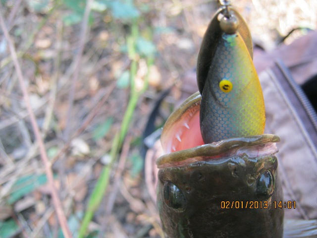 ปลาช่อนลำปาง