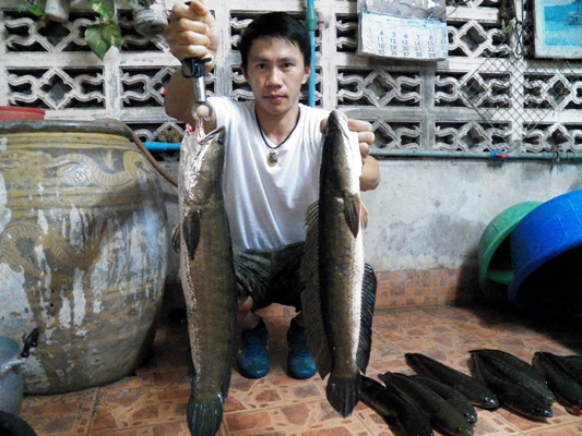 ปลาช่อน vs ผลงานกบทำเองครับ