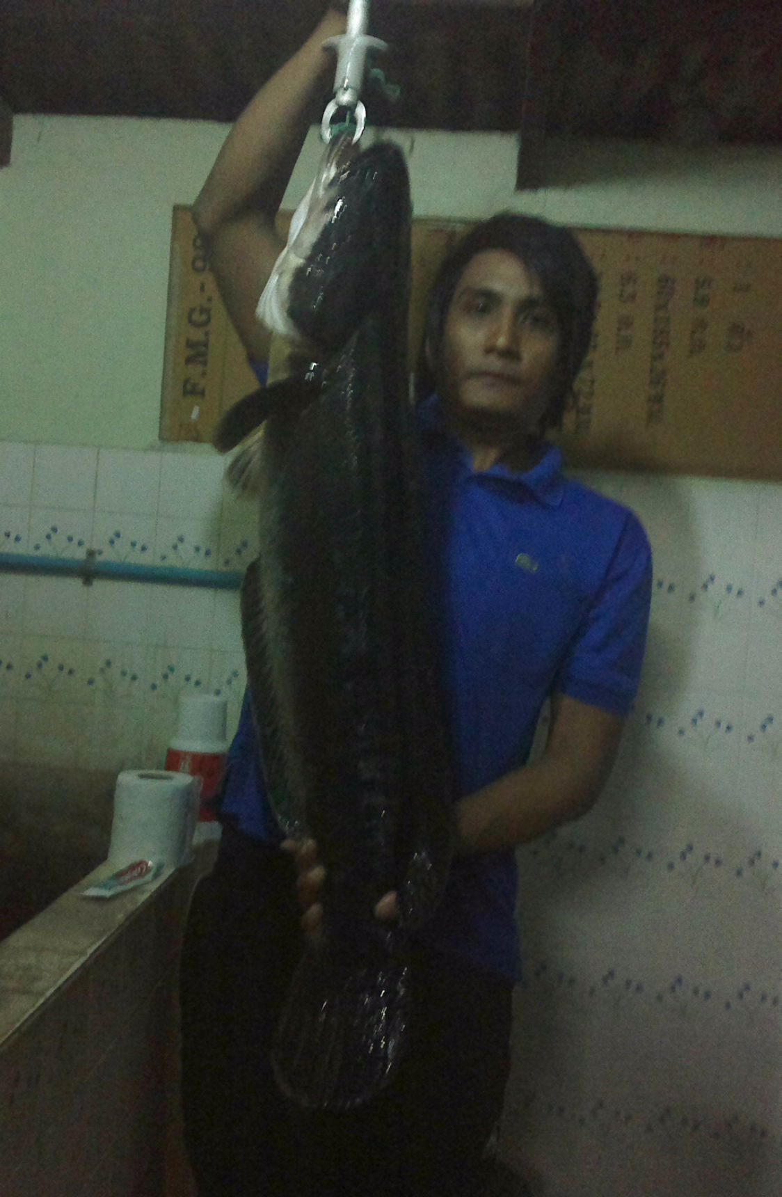 ชะโดใหญ่@บางบาล