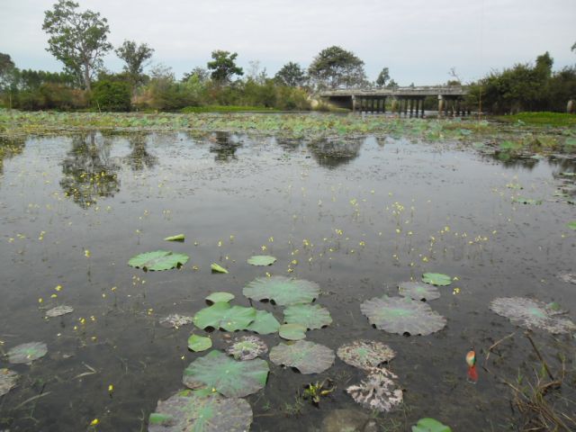 เมืองวาริน ถิ่นดอกบัวงาม