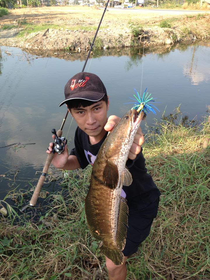 กบซุปตาร์เกิดมาเพื่อปราบปลาช่อนจิงๆๆนะจ๊ะจะบอกให้