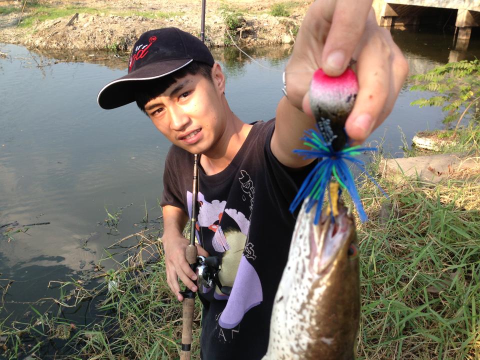 กบซุปตาร์เกิดมาเพื่อปราบปลาช่อนจิงๆๆนะจ๊ะจะบอกให้