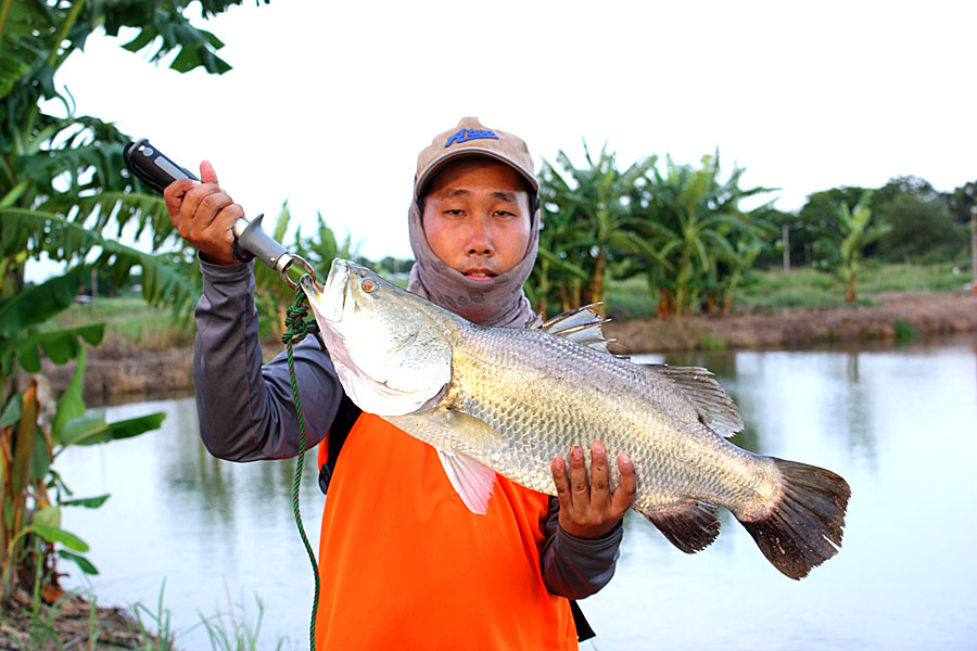 กระพงซิงแปดริ้ว 3 กพ.แก้ไขครับ