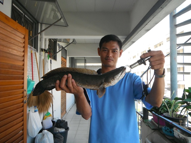 ปลาตอนเช้ากับเหยื่อปลอม