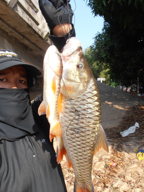 กระสูบแม่น้ำ